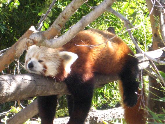 A red panda's stress-reduction technique