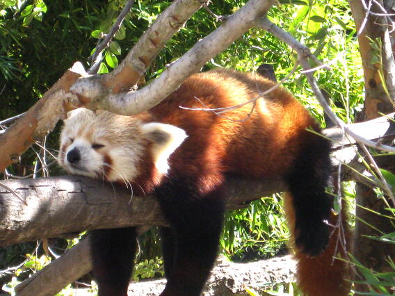 A red panda's stress-reduction technique