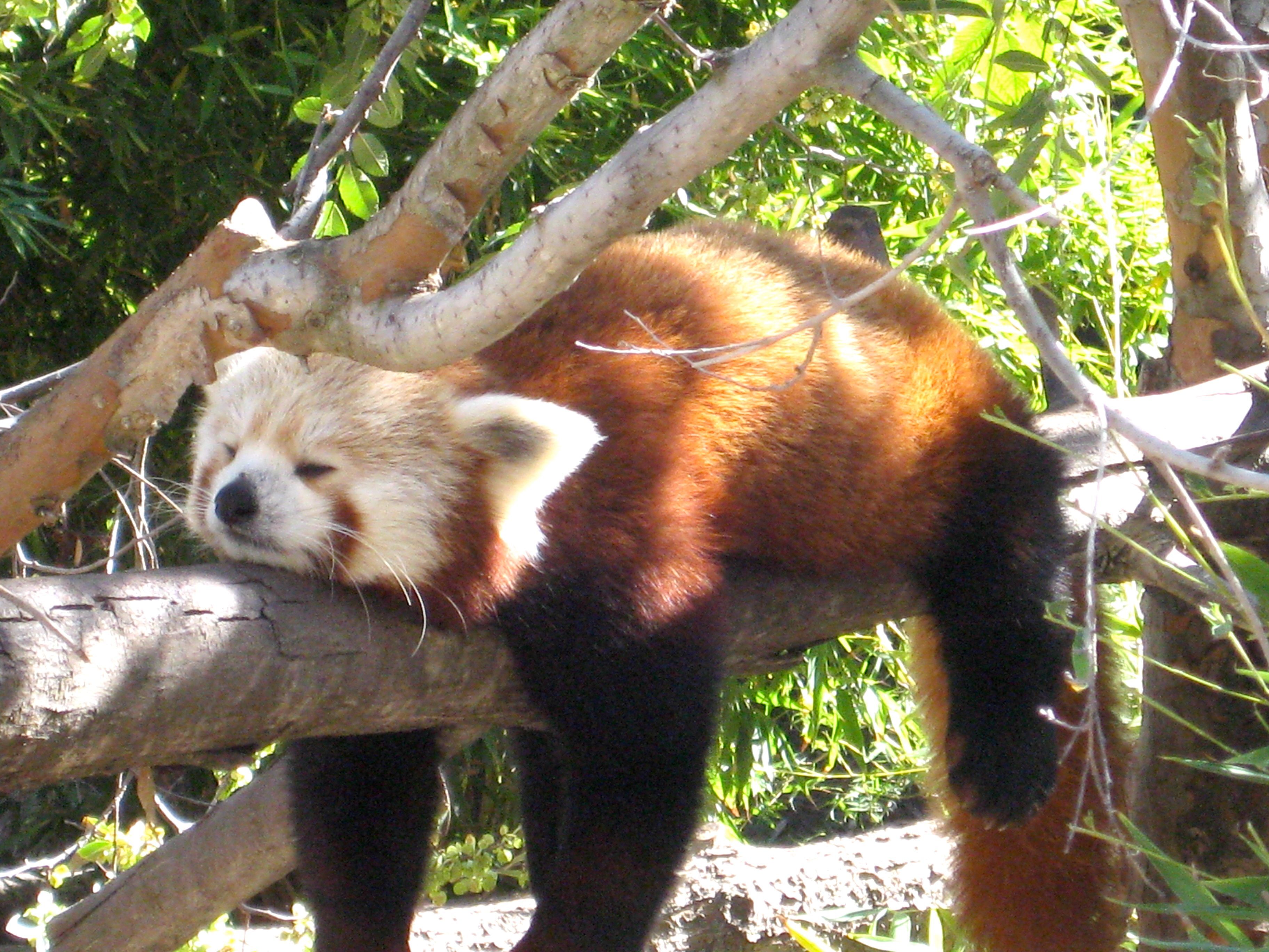 A red panda's stress-reduction technique