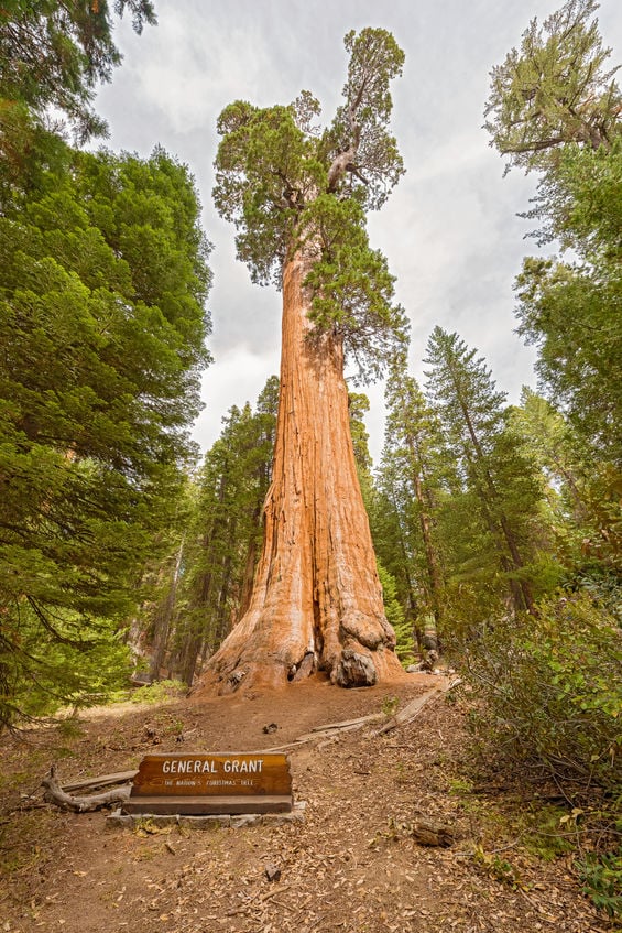 Sequoia stress relief