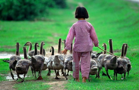 girl with geese for card p copy.jpg